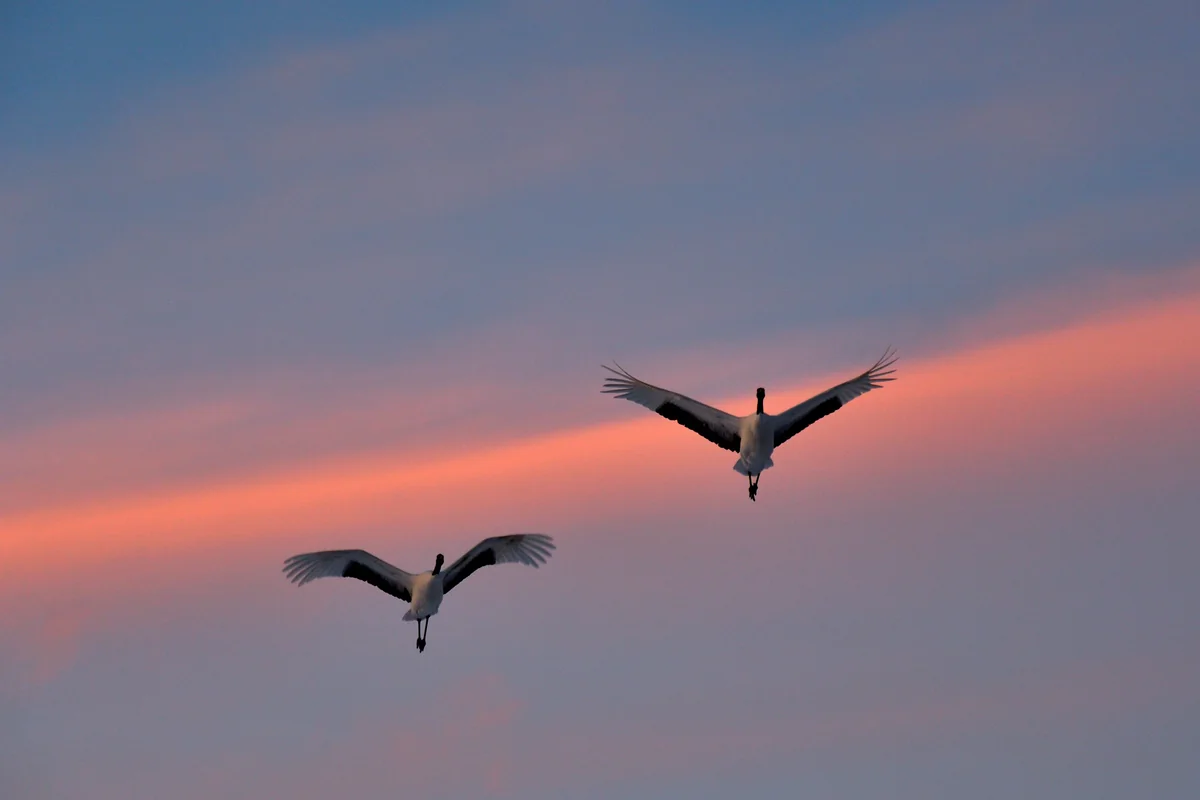 投稿写真：夕焼けをバックに飛来する丹頂鶴