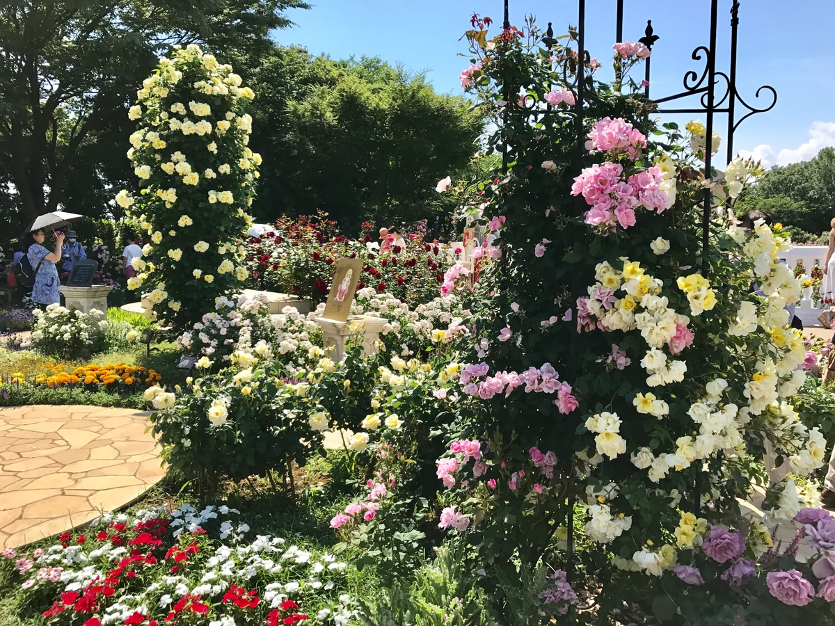 投稿写真：ルノワールの光に想いを馳せて