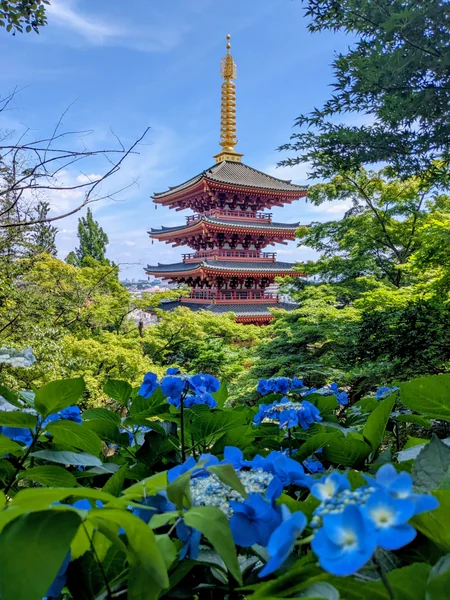 投稿：高幡不動尊を彩る涼やかなアジサイ