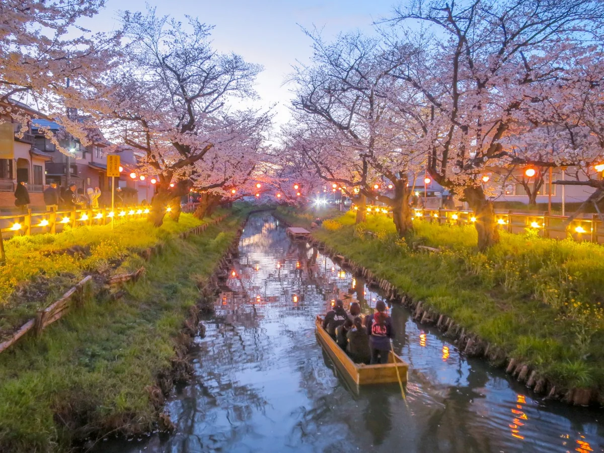投稿写真：ライトアップされた桜並木とボート
