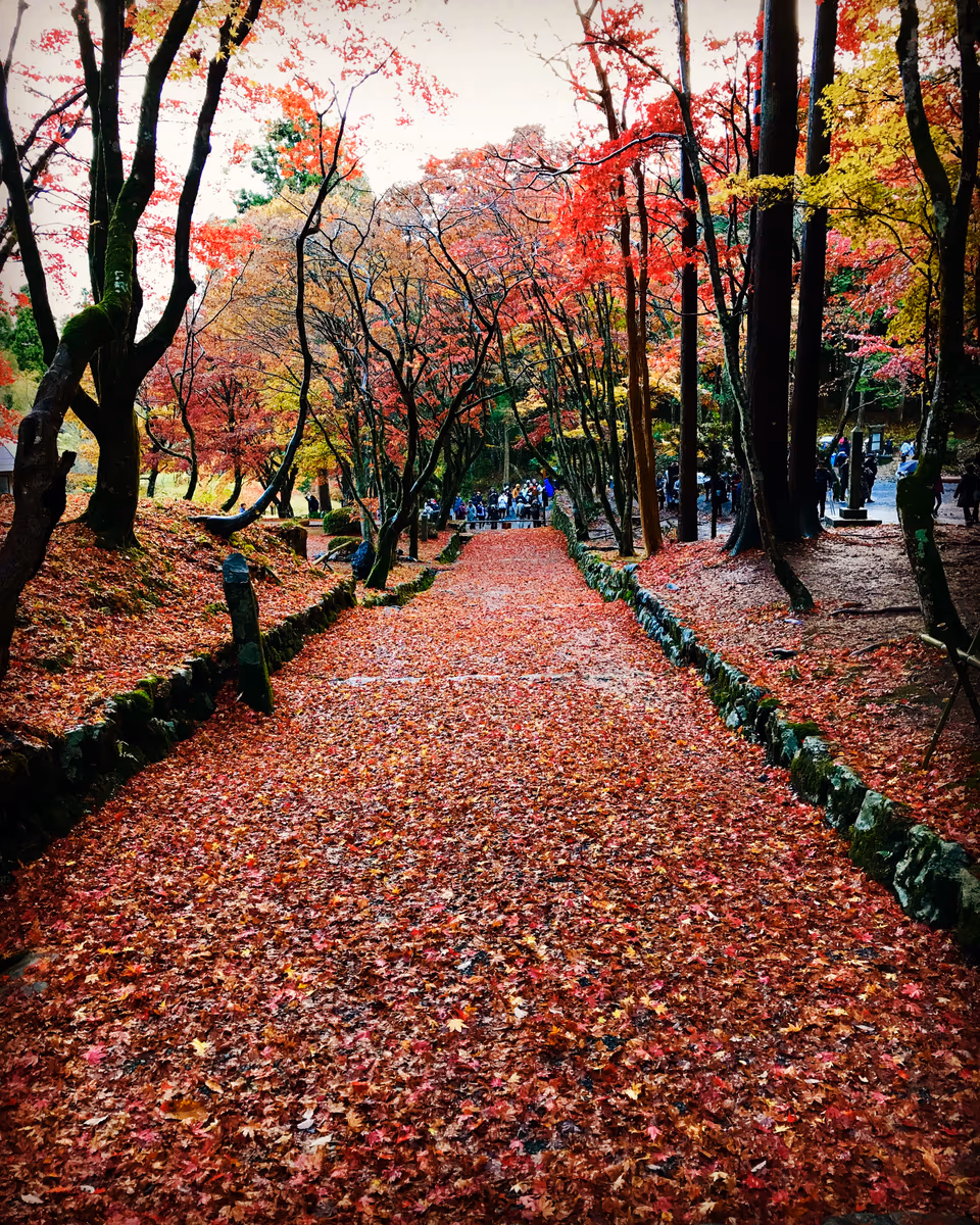 投稿写真：日本の紅葉🍁