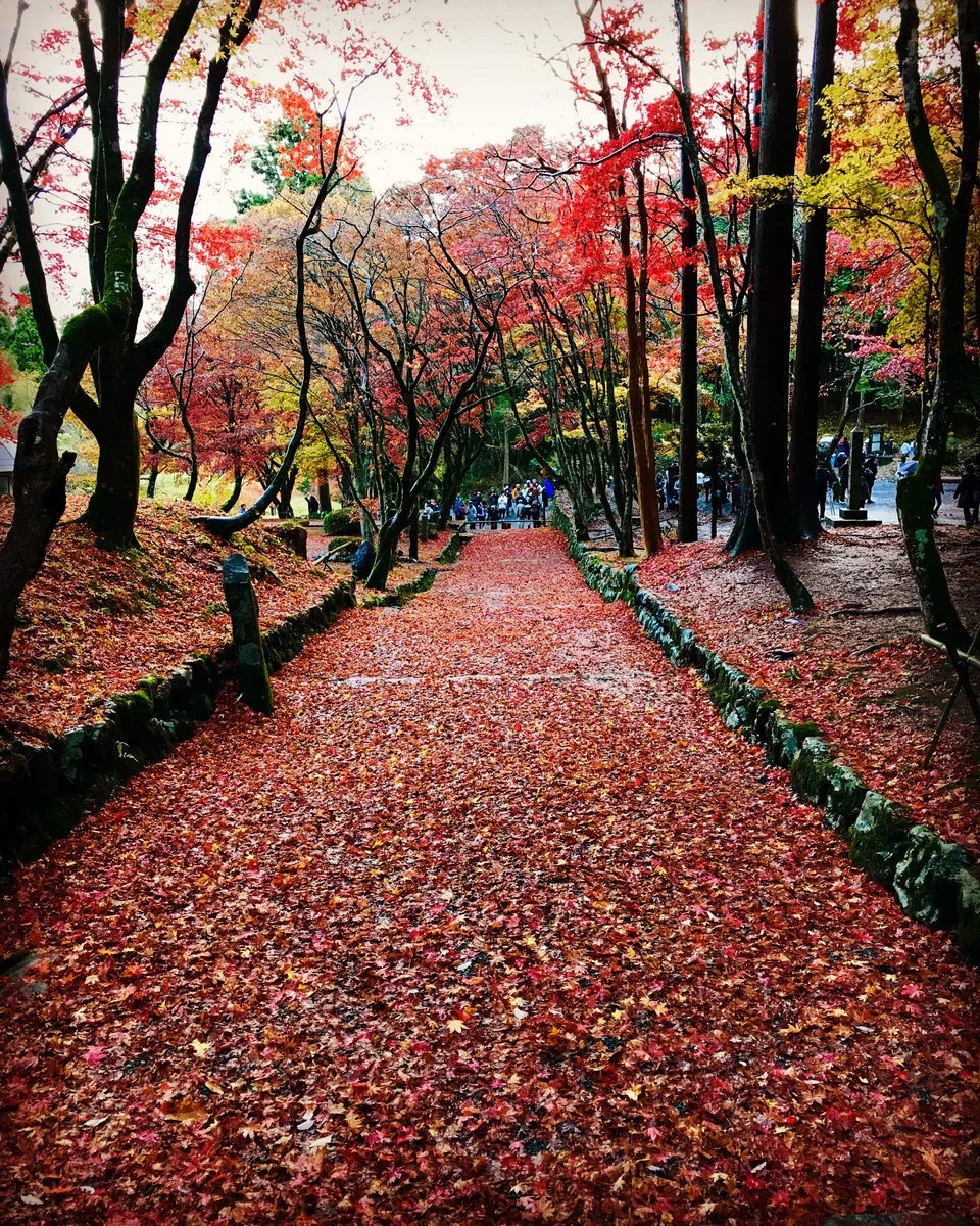 投稿写真：日本の紅葉🍁