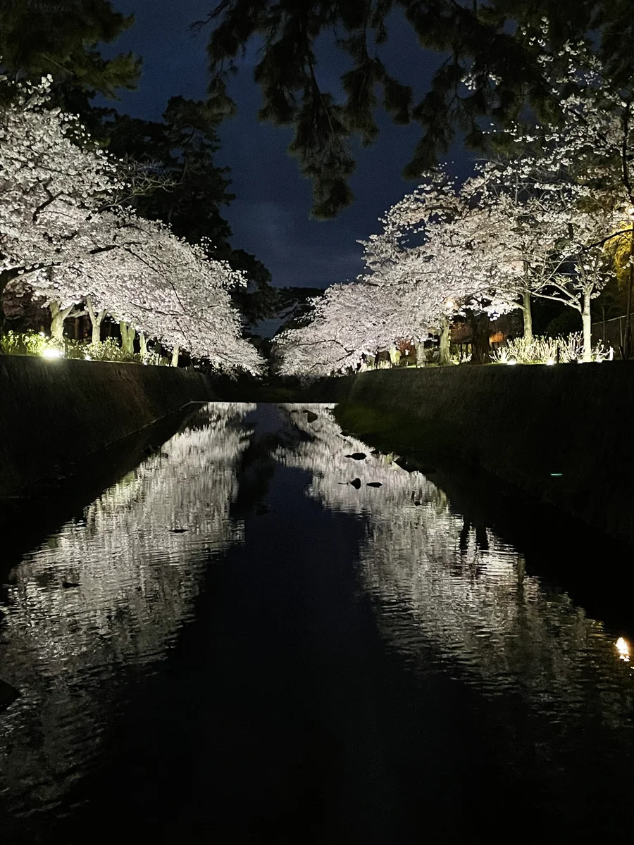 投稿写真：夜桜クロス