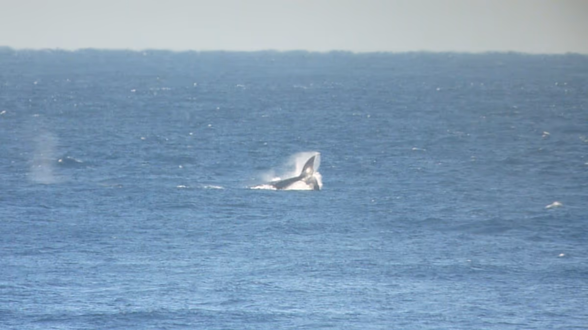 投稿写真：クジラが見れるカフェ