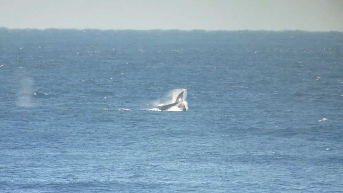 投稿写真：クジラが見れるカフェ