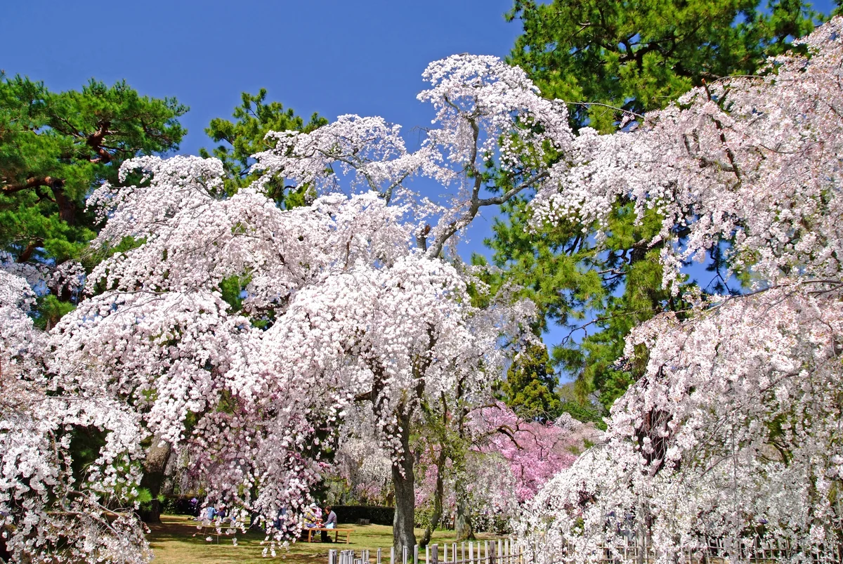 投稿写真：千年の都の春