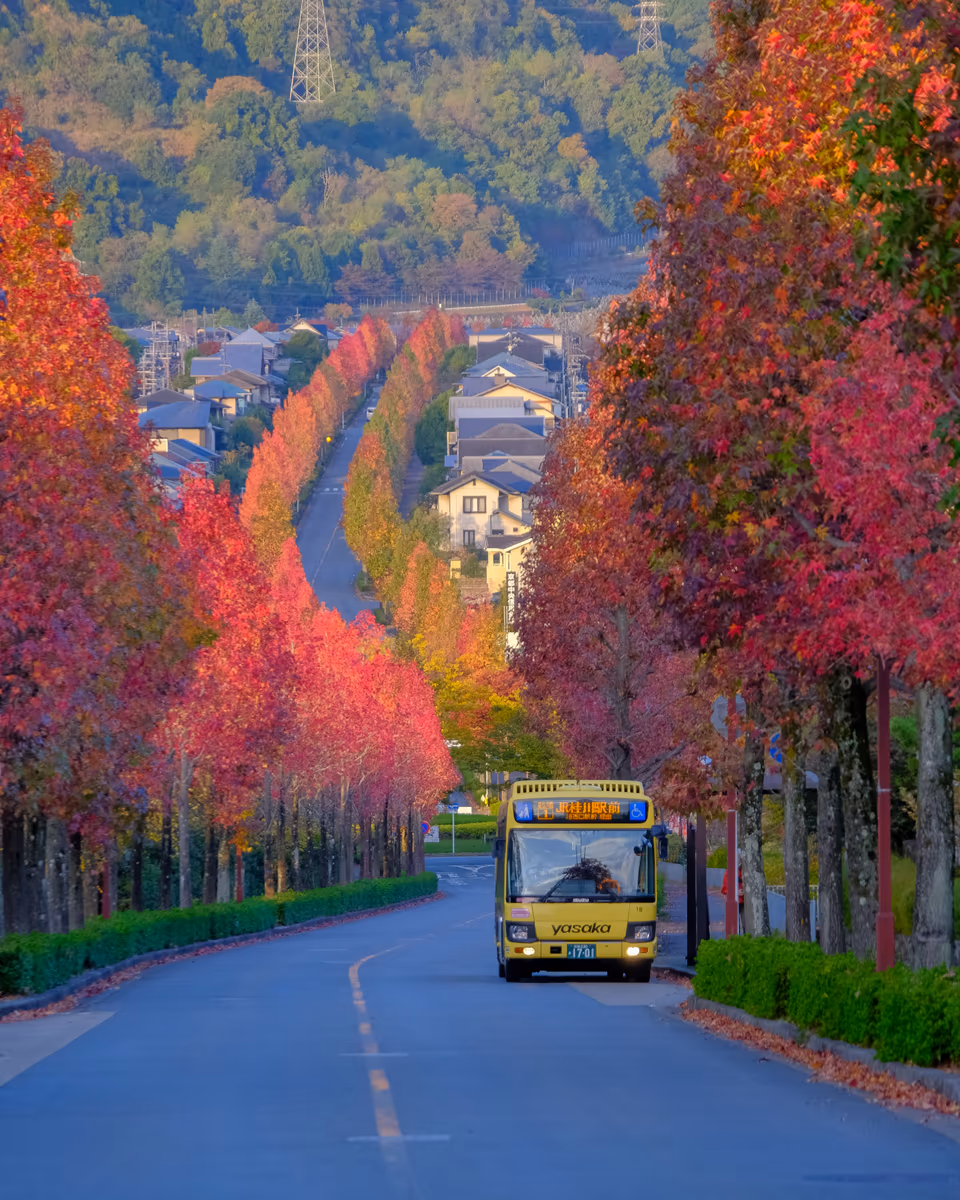 投稿写真：桂坂 モミジバフウ並木