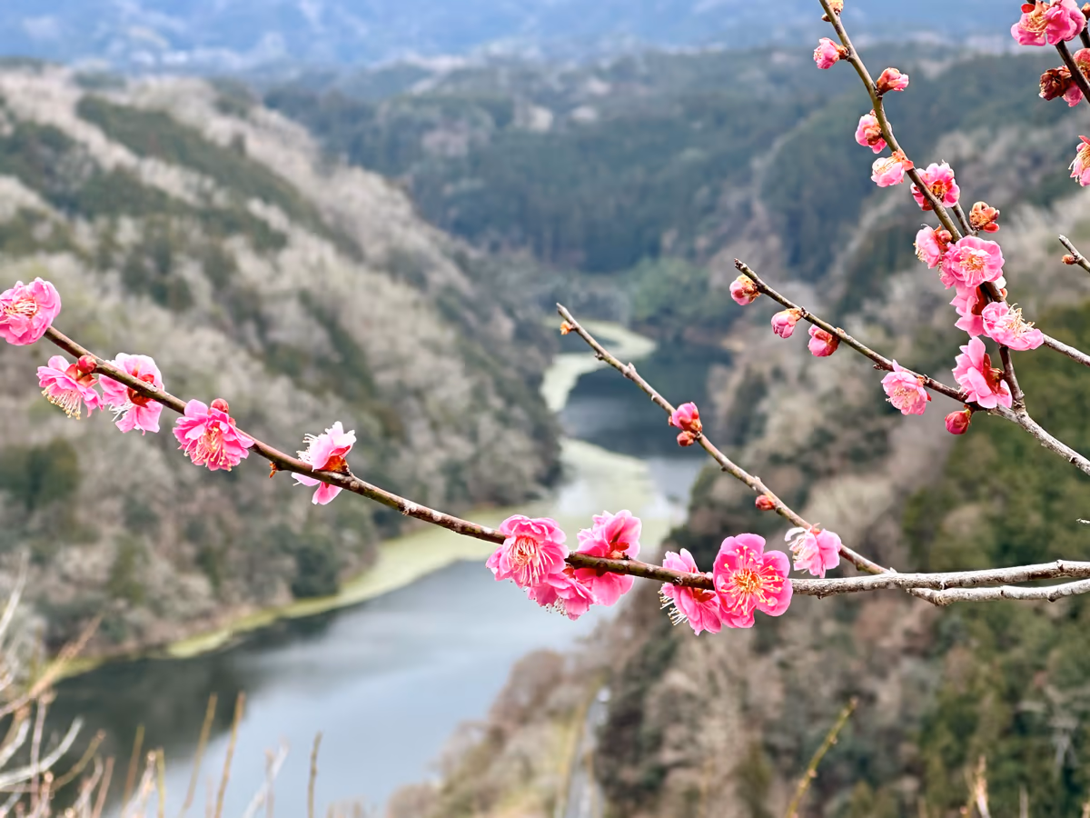 投稿写真：奈良　月ヶ瀬の梅