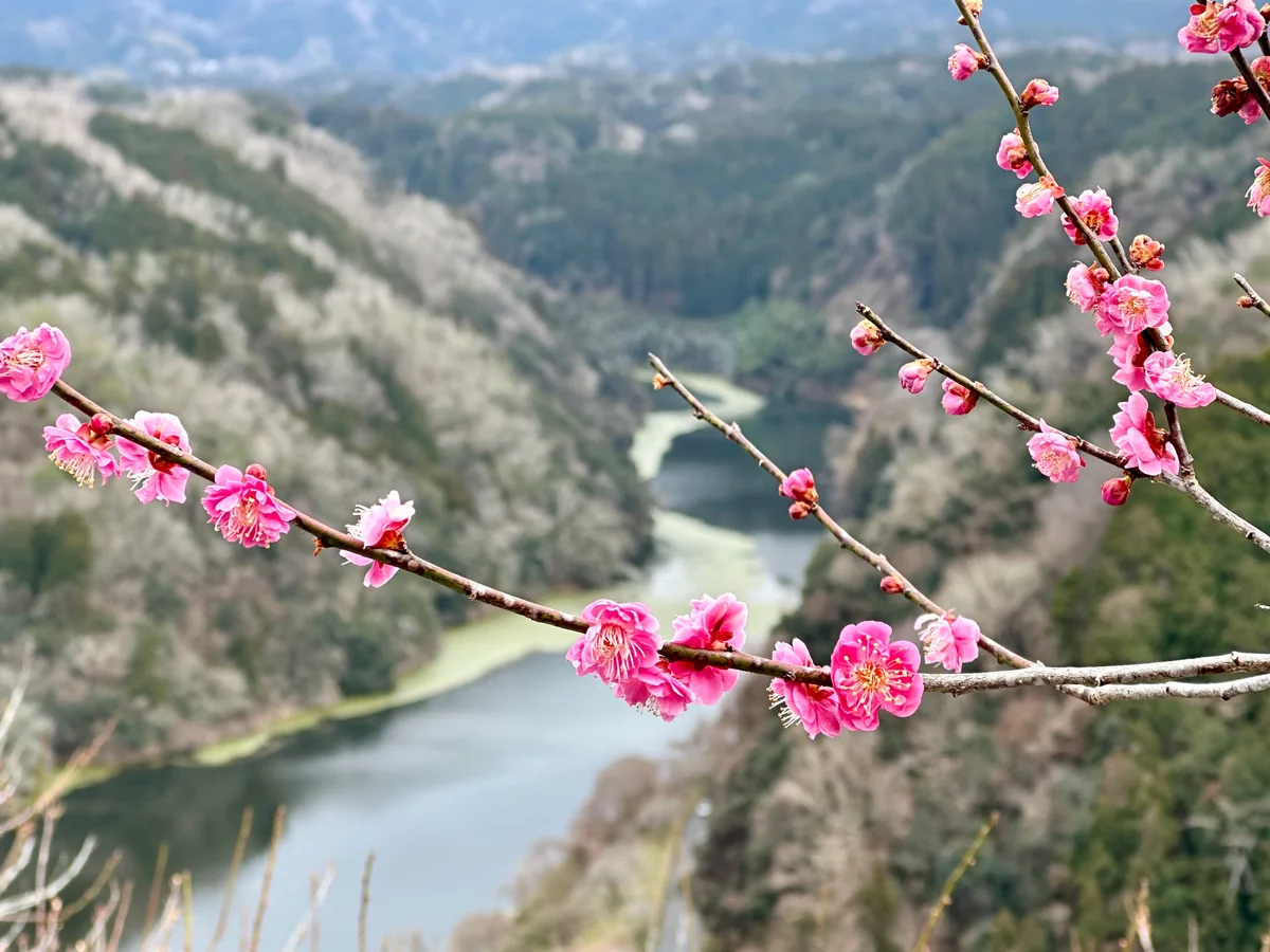 投稿写真：奈良　月ヶ瀬の梅