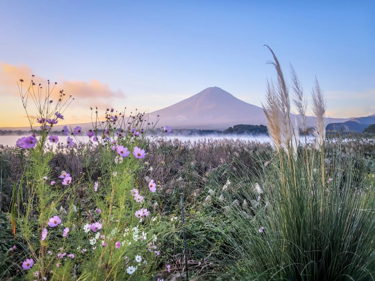 投稿写真：コスモスとパンパスグラスと富士山