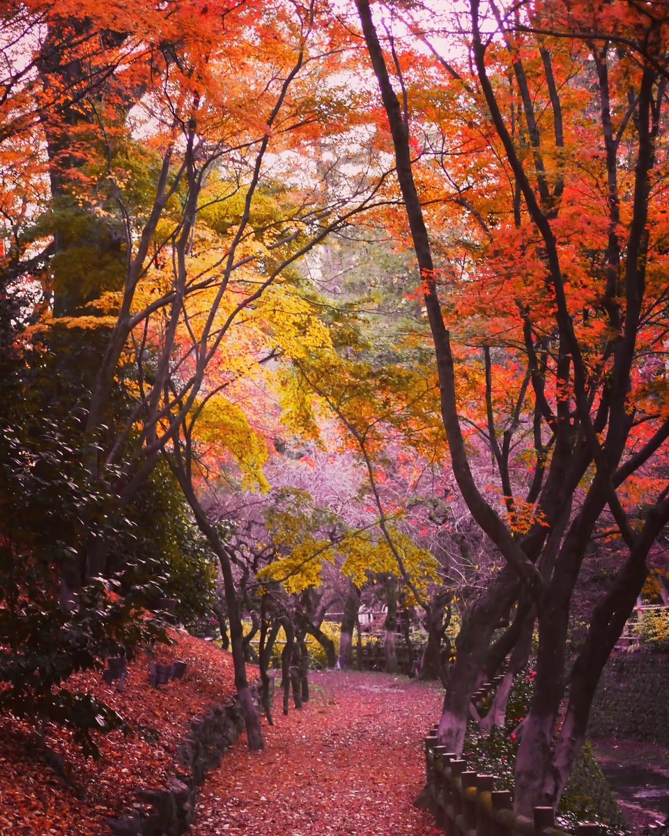 投稿写真：秋色🍁京都 北野天満宮もみじ苑