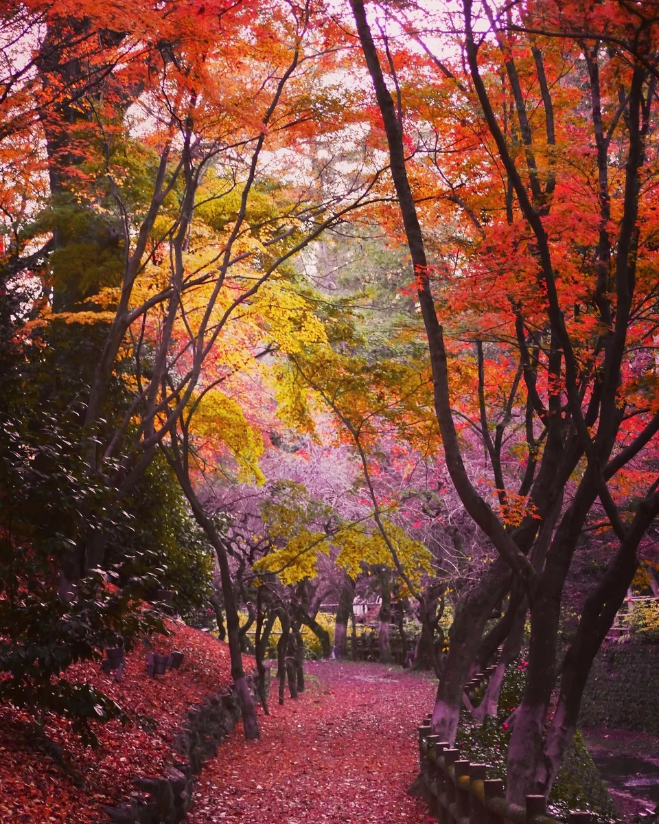 投稿写真：秋色🍁京都 北野天満宮もみじ苑