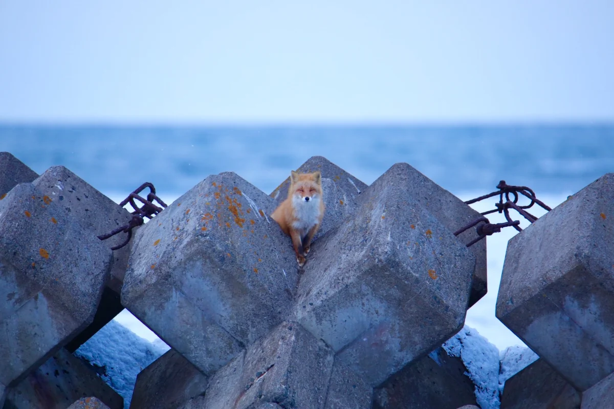投稿写真：海キツネฅ^•ﻌ•^ฅ