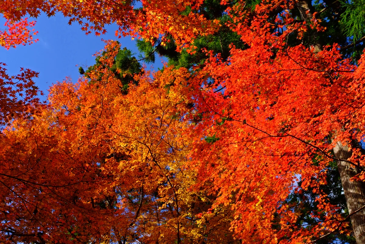 投稿写真：４０年ぶりの秋