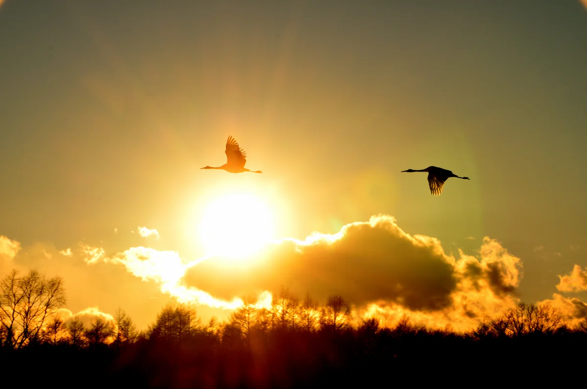 投稿写真：タンチョウヅル