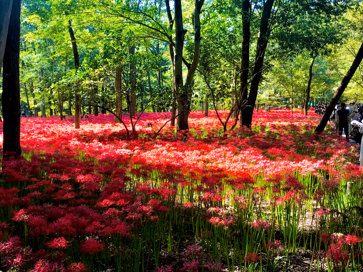 投稿写真：巾着田の曼珠沙華