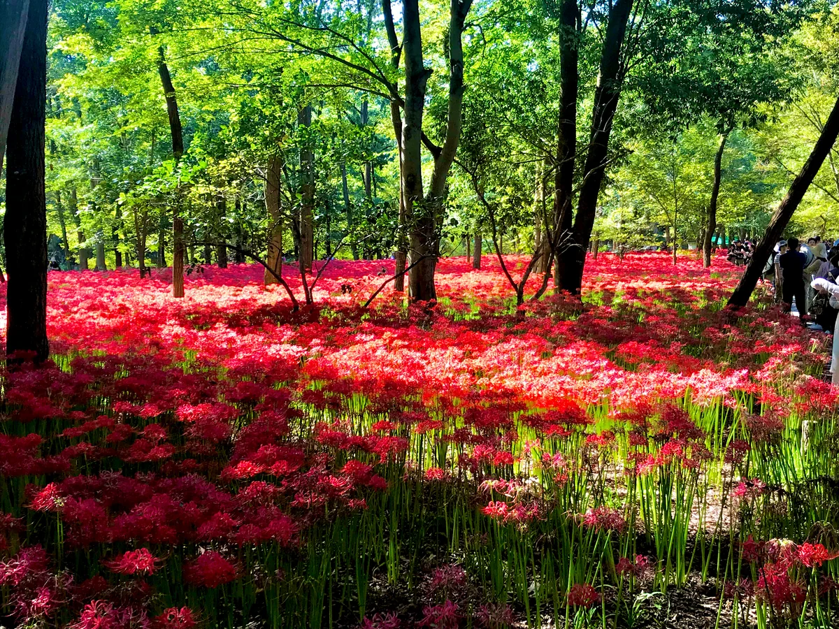 投稿写真：巾着田の曼珠沙華