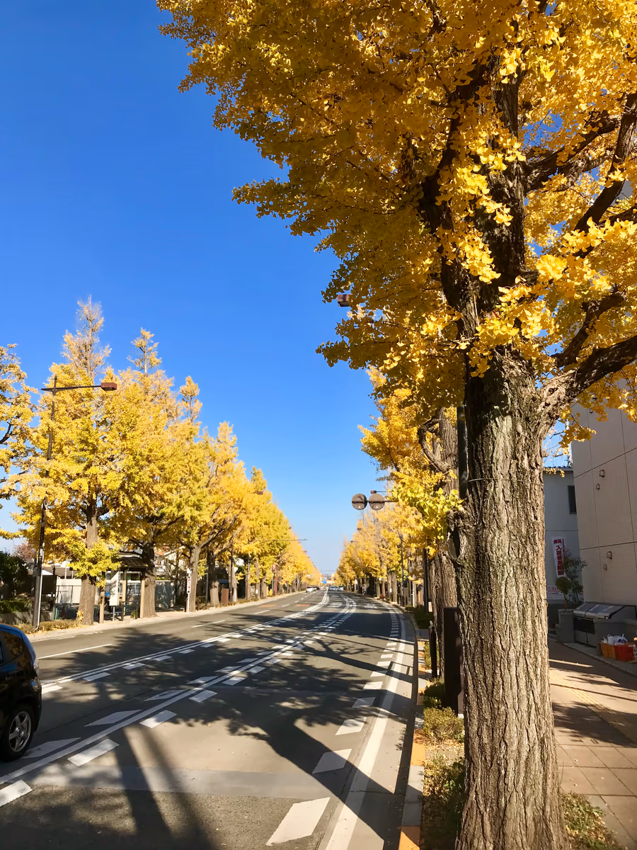投稿写真：八王子のいちょう並木