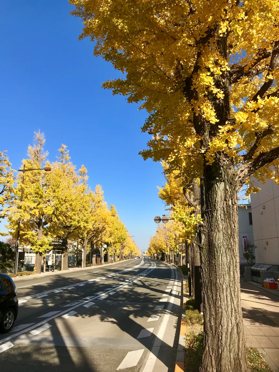 投稿写真：八王子のいちょう並木