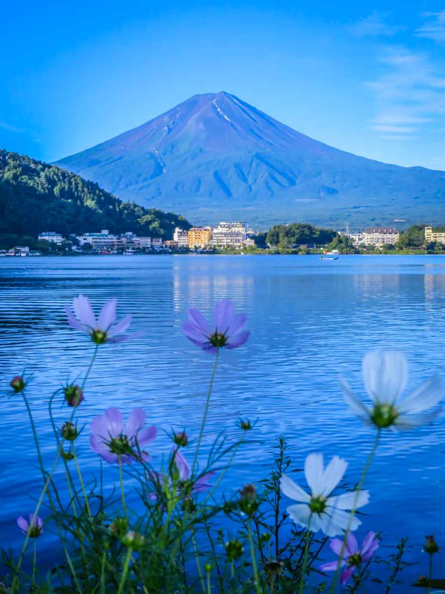 投稿写真：夏富士と湖畔のコスモス
