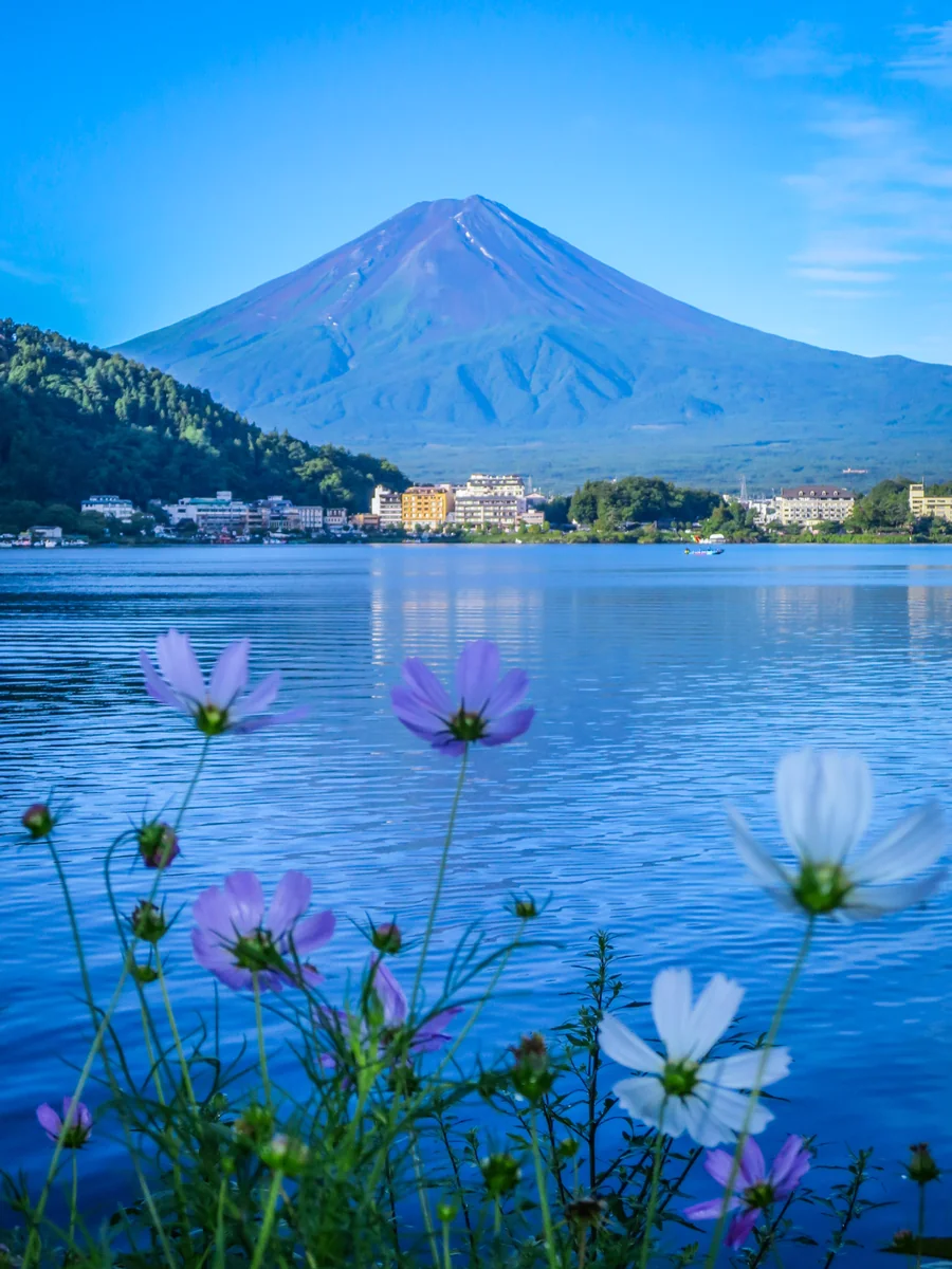 投稿写真：夏富士と湖畔のコスモス