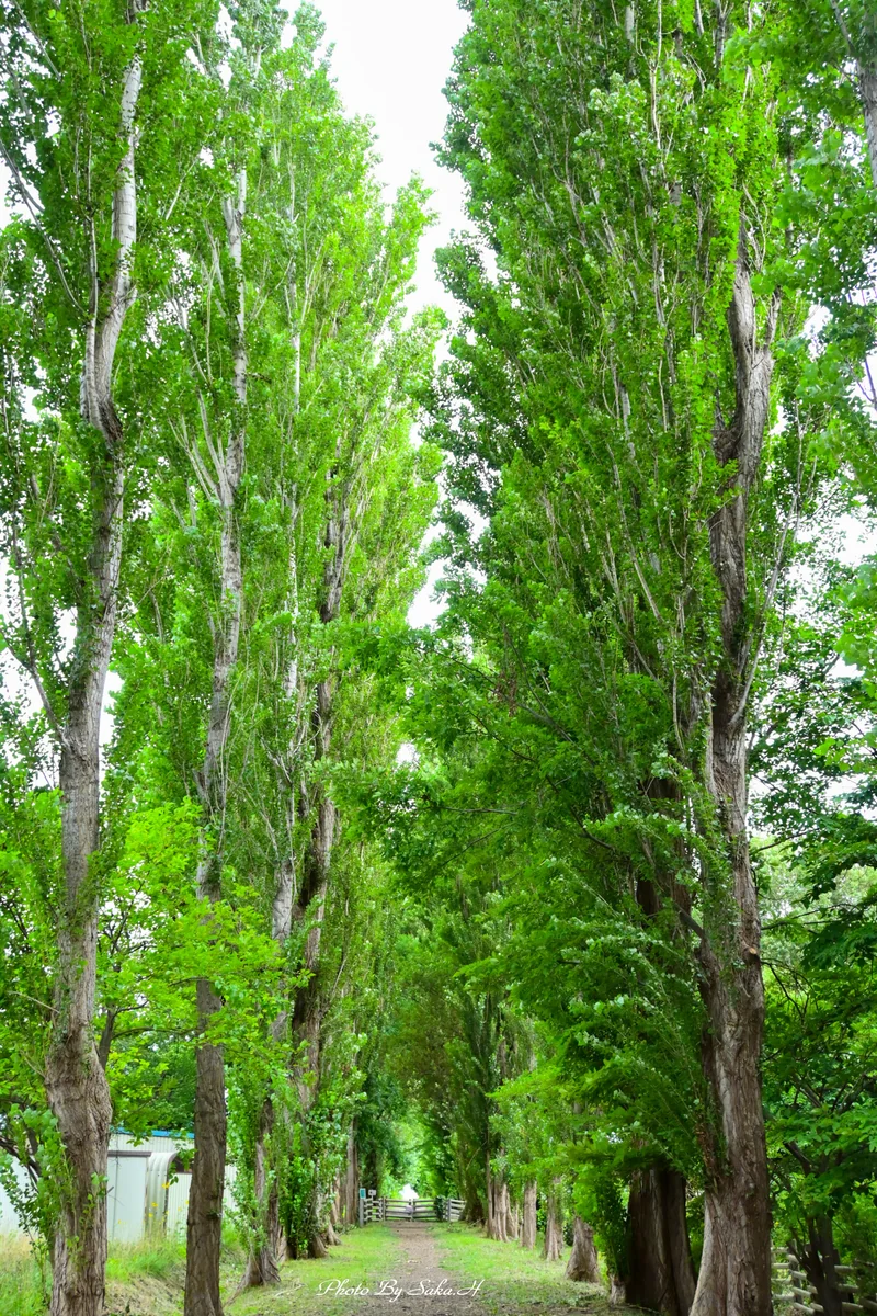 投稿写真：ポプラ並木