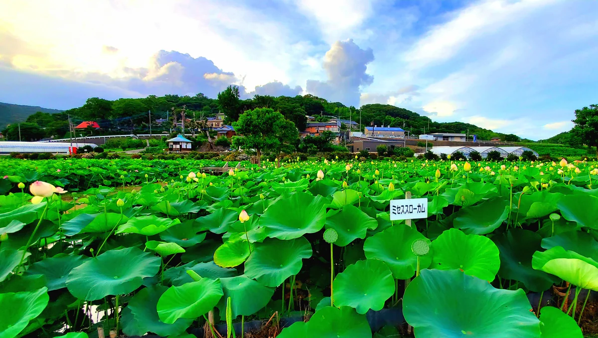 投稿写真：蓮畑