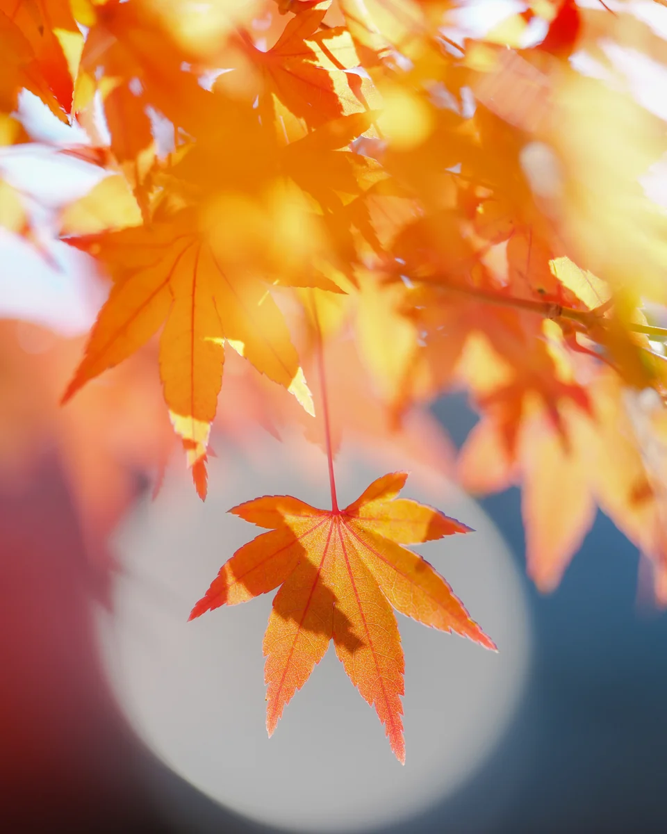投稿写真：玉ボケの中のもみじ🍁