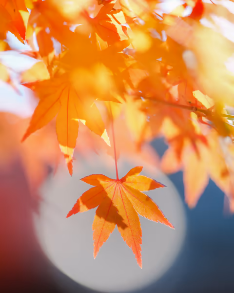 投稿：玉ボケの中のもみじ🍁