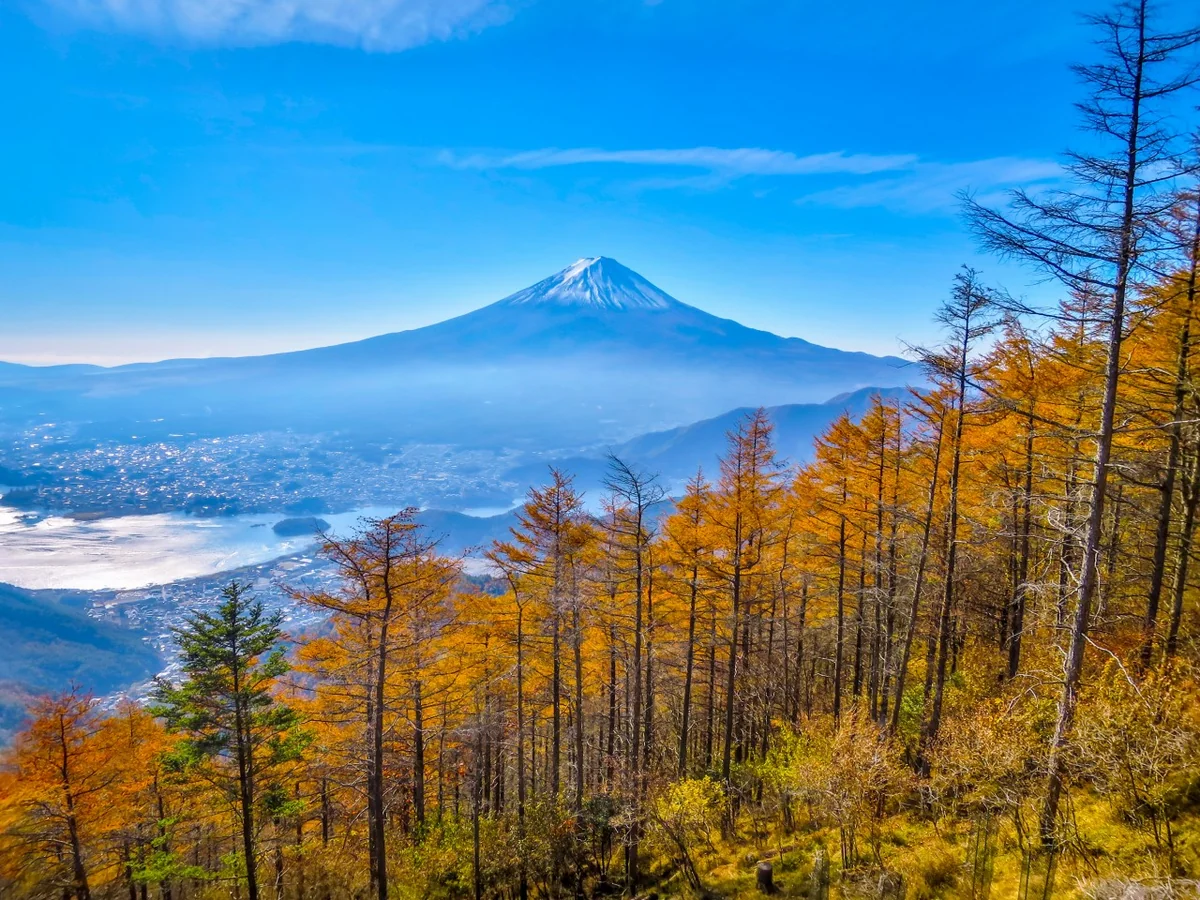投稿写真：カラマツの黄葉と富士山