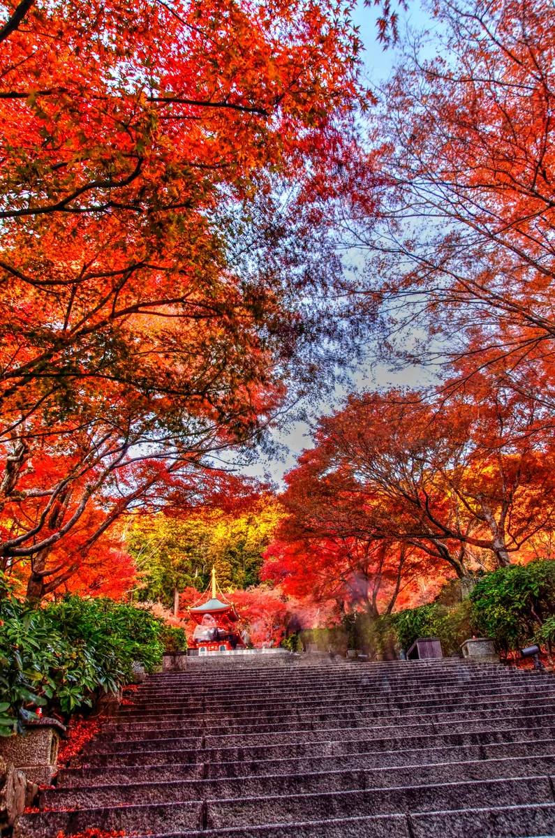 投稿写真：勝尾寺　秋の参道