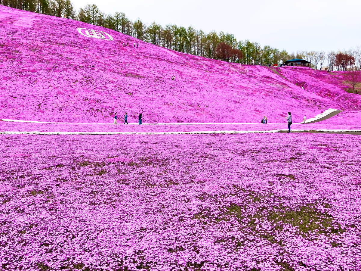 投稿写真：満開のシバザクラ