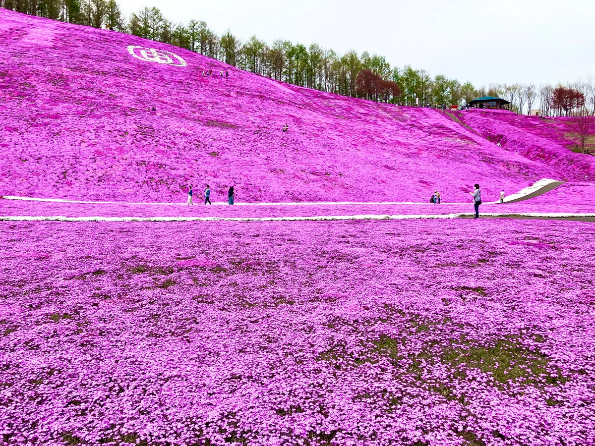 投稿写真：満開のシバザクラ