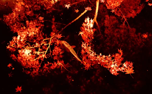 投稿：水の中の紅葉。