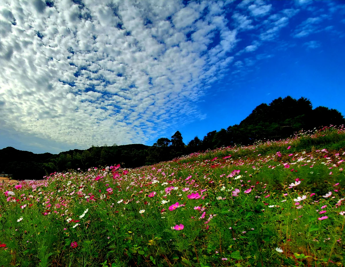 投稿写真：社の丘花園