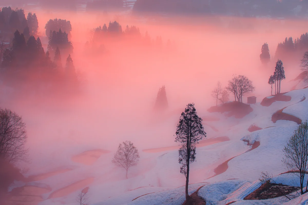 投稿写真：棚田の朝