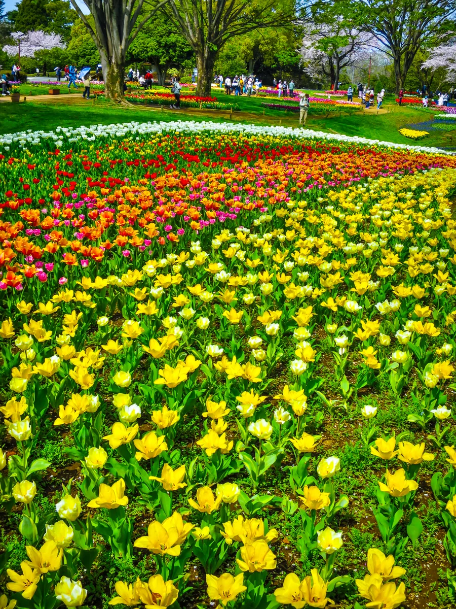 投稿写真：Flower Festival 2024~チューリップ