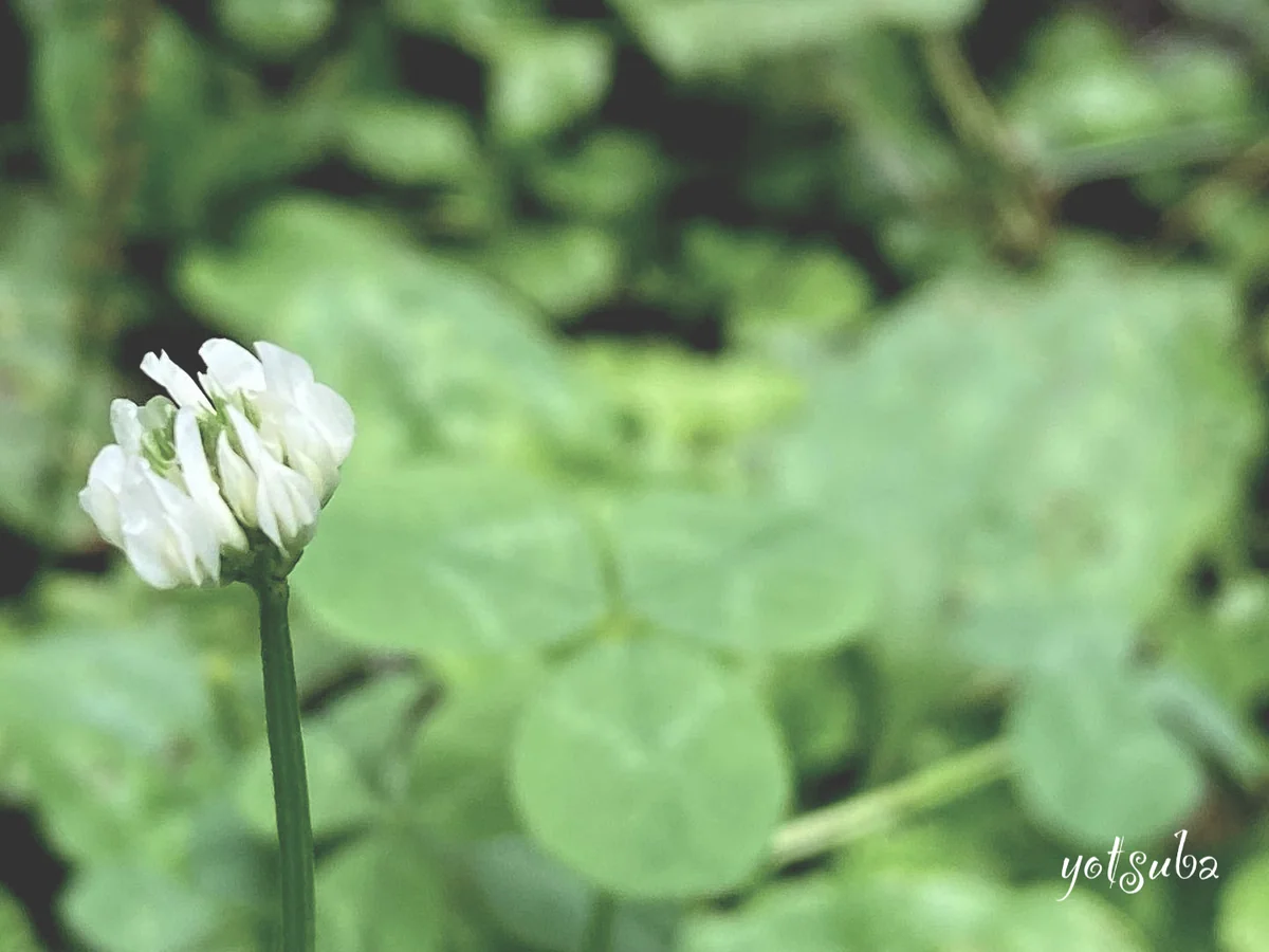 投稿写真：シロツメクサ