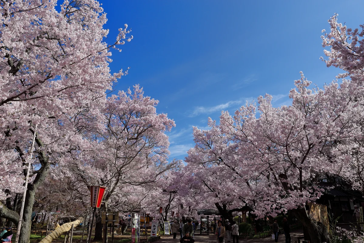 投稿写真：高遠コヒガン