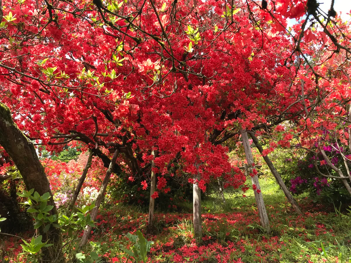 投稿写真：燃え上がるヤマツツジ