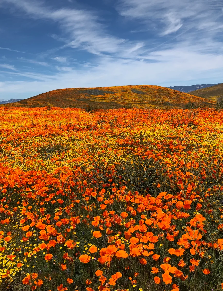 投稿写真：カリフォルニアポピーの丘