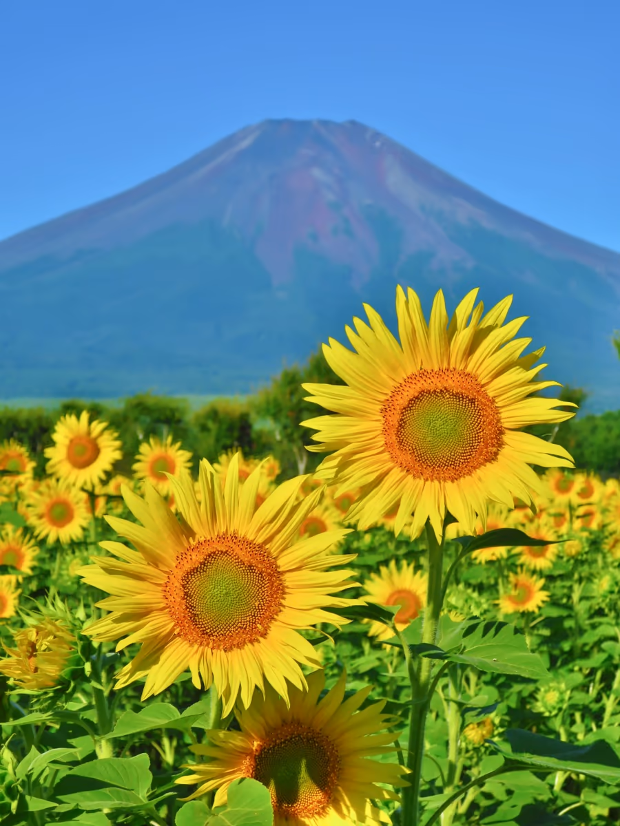 投稿写真：夏富士とひまわり