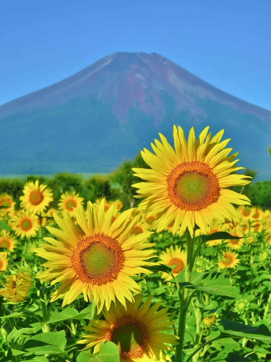 投稿写真：夏富士とひまわり