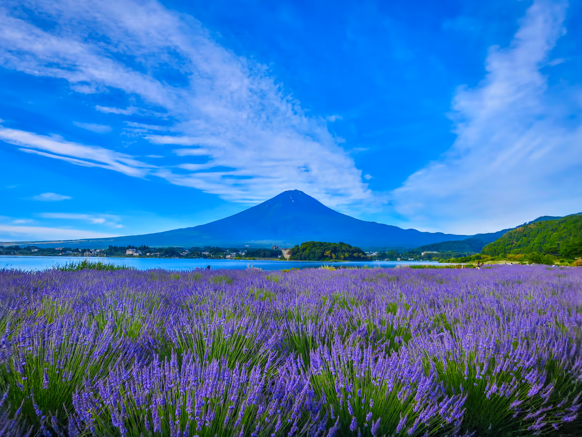 投稿写真：夏富士とラベンダー