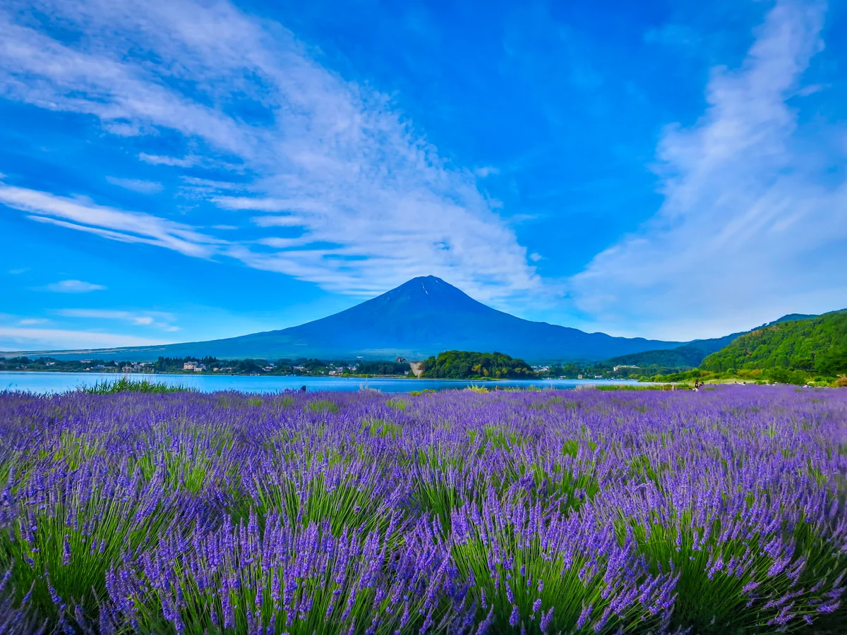 投稿写真：夏富士とラベンダー