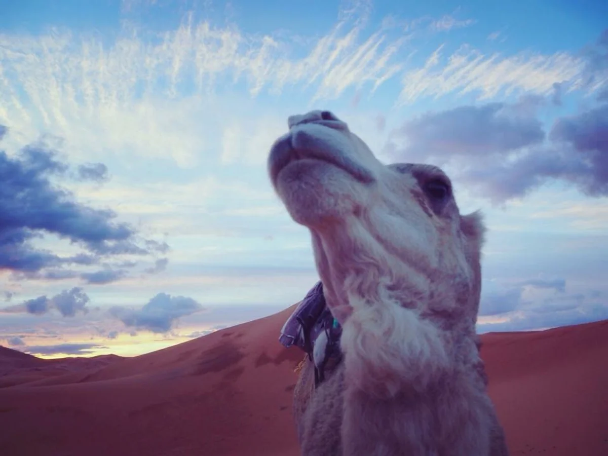 投稿写真：砂漠と朝日とらくだ