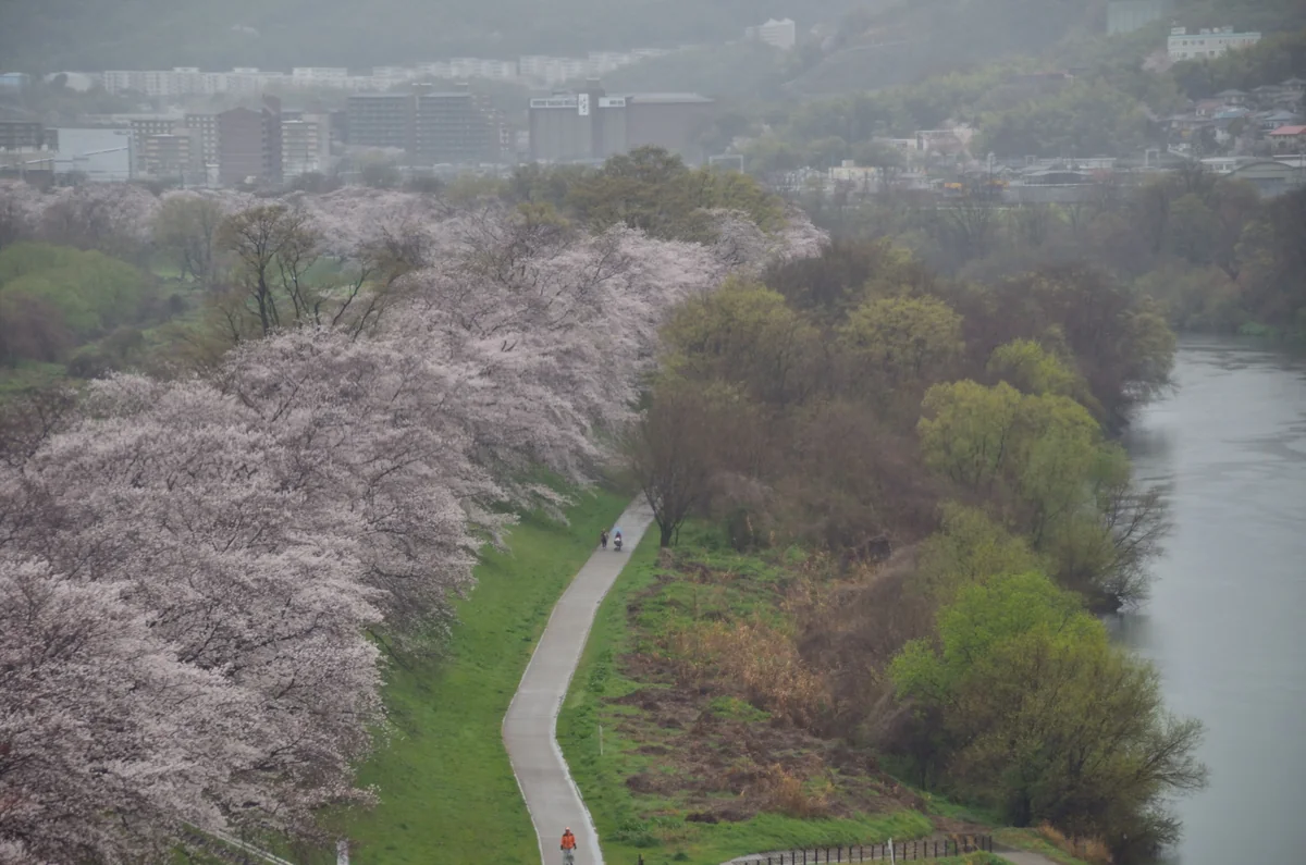 投稿写真：淀川背割堤桜