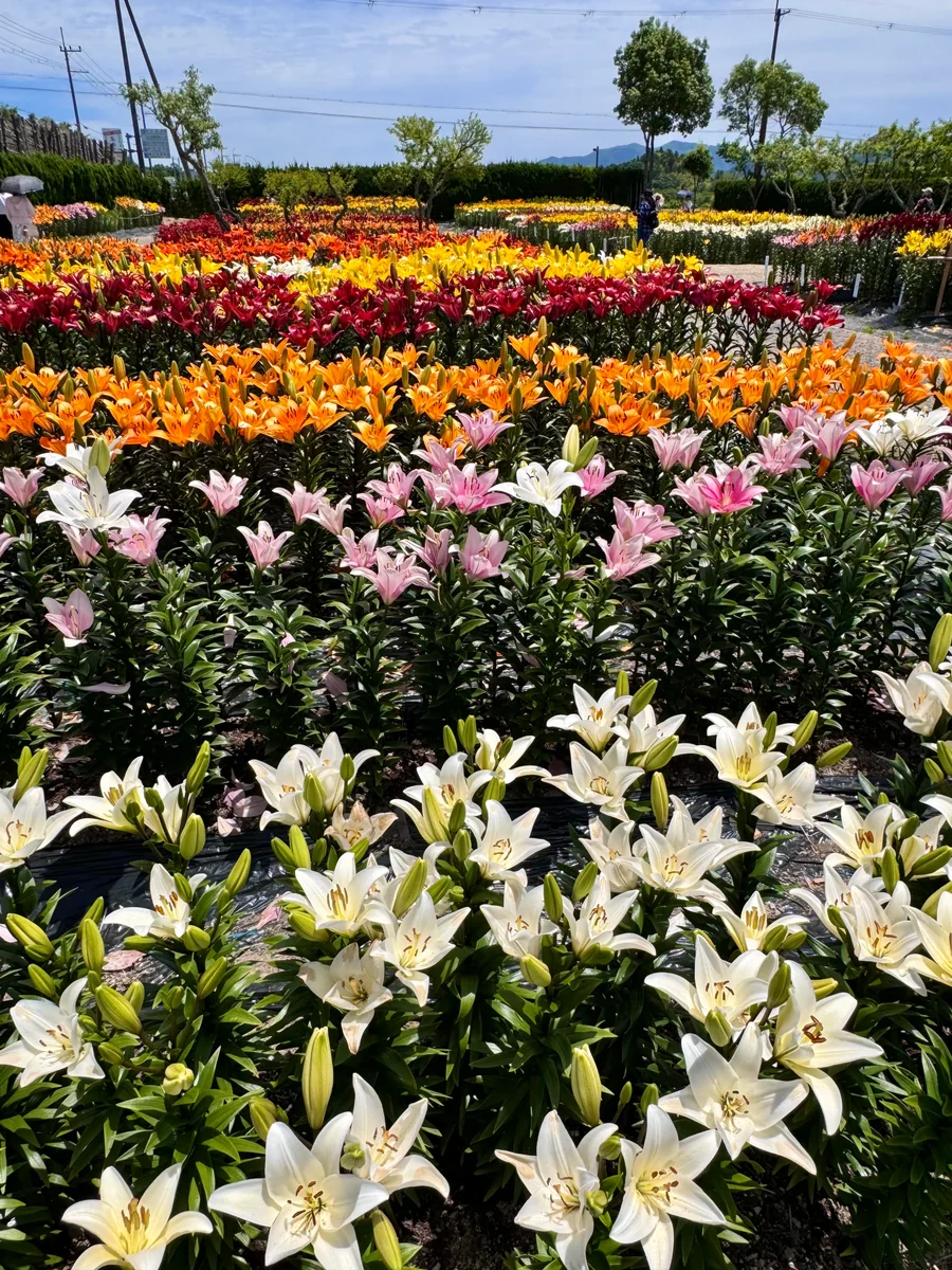 投稿写真：色とりどり10万本の百合が咲き誇る 玉水ゆり園