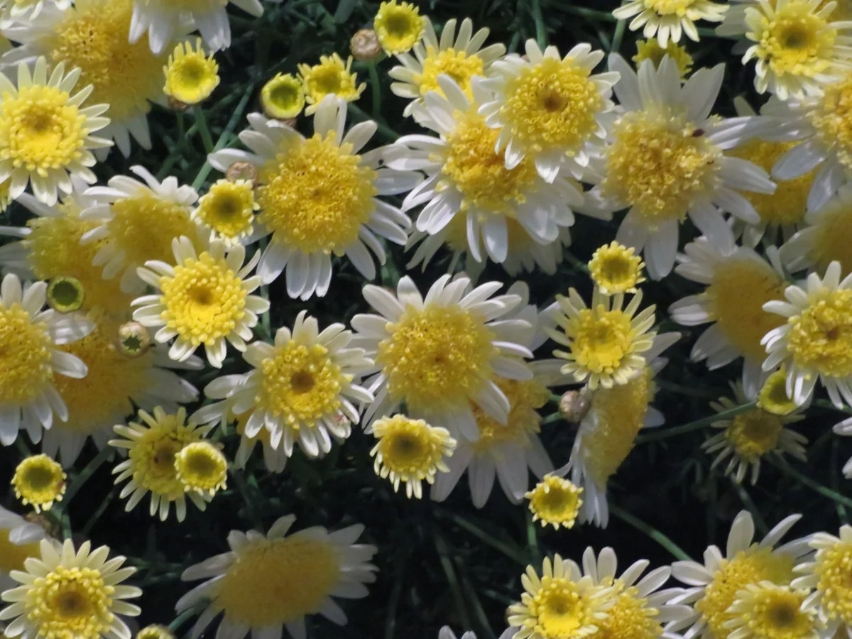 投稿写真：『藤だけではないんです！』／あしかがフラワーパーク