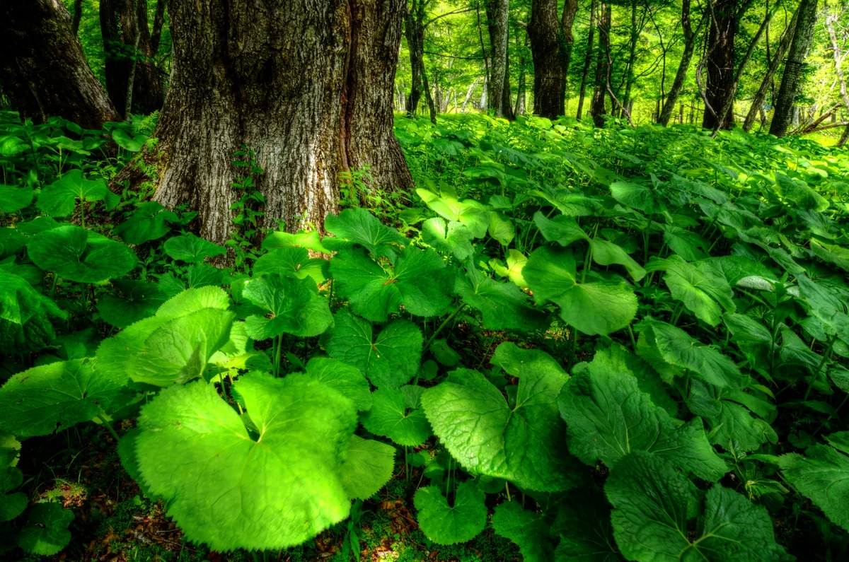 投稿写真：奥日光の森